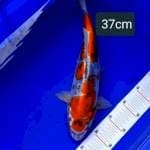 Kiko 37cm