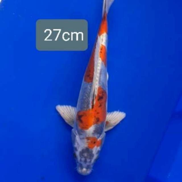 Kikokuryu 27cm