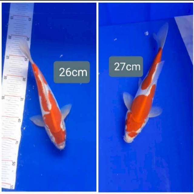 Kohaku doitsu 26-27cm