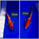 Kohaku doitsu 26-27cm