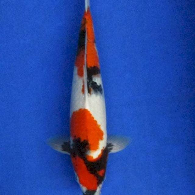 Showa sansoku ±35cm