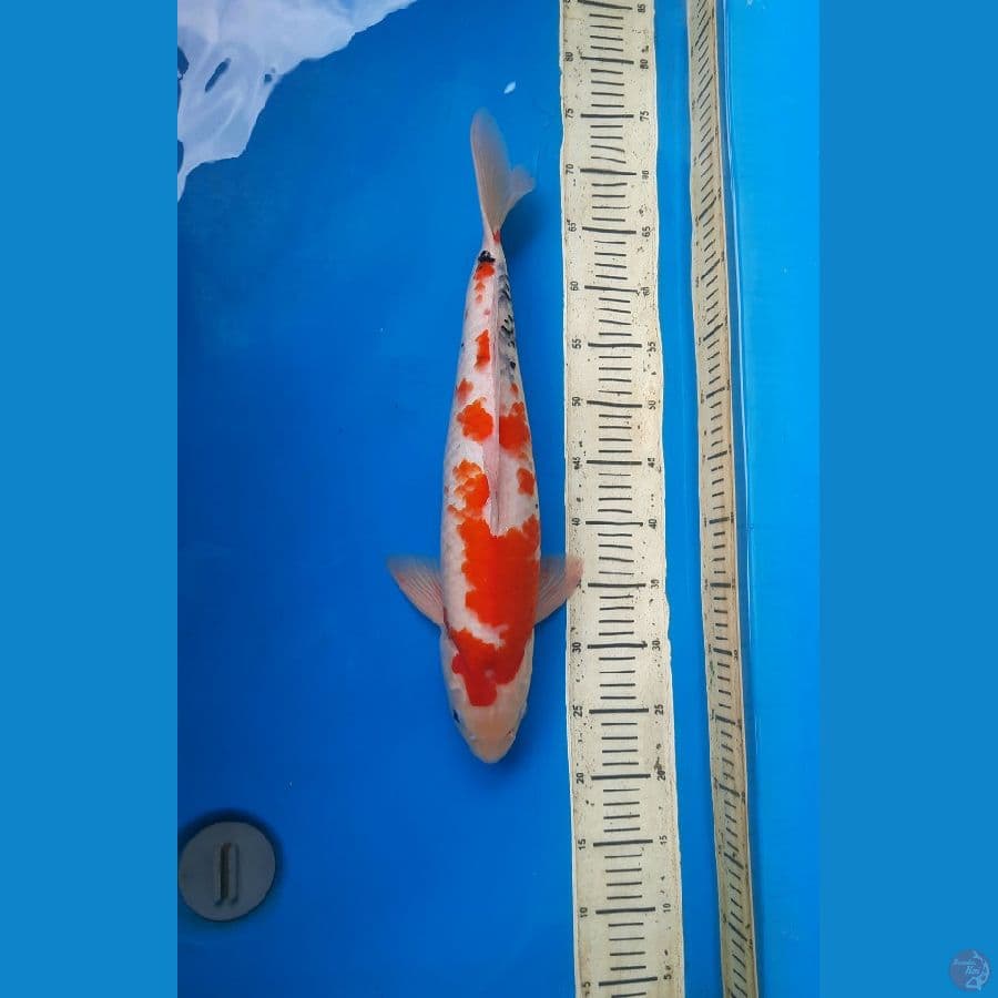 showa tategoi 48cm/M