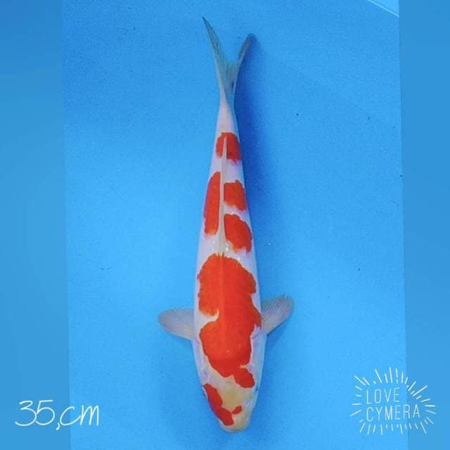 Kohaku m35