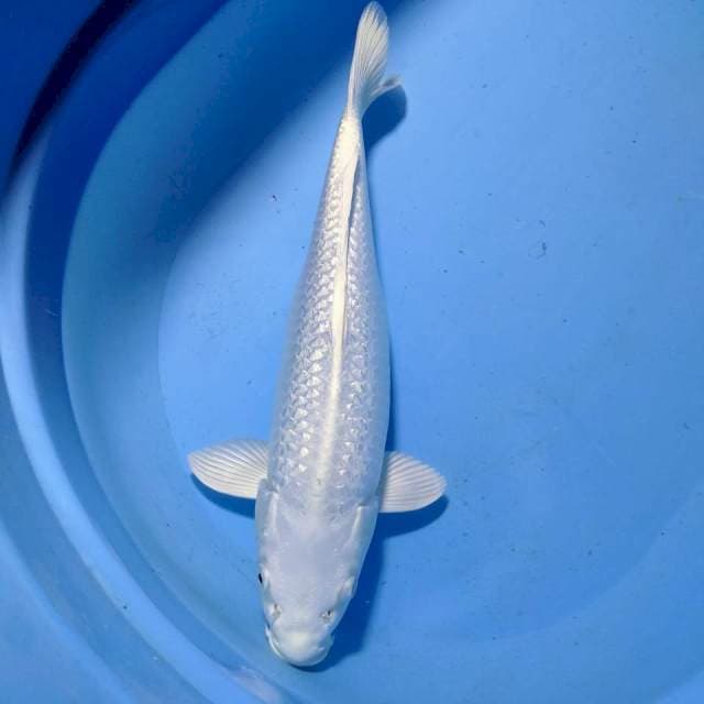 Platinum gindrin putih bersih 37cm