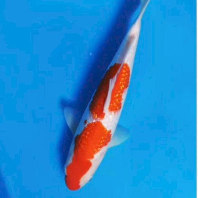 Kohaku gindrin 