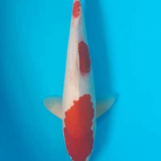 Sandan kohaku male 