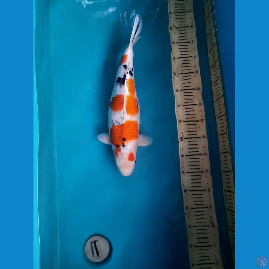 44cm sanke female