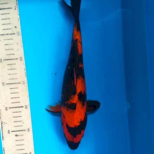 Hiutsuri 32 cm