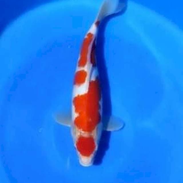 Kohaku 39cm