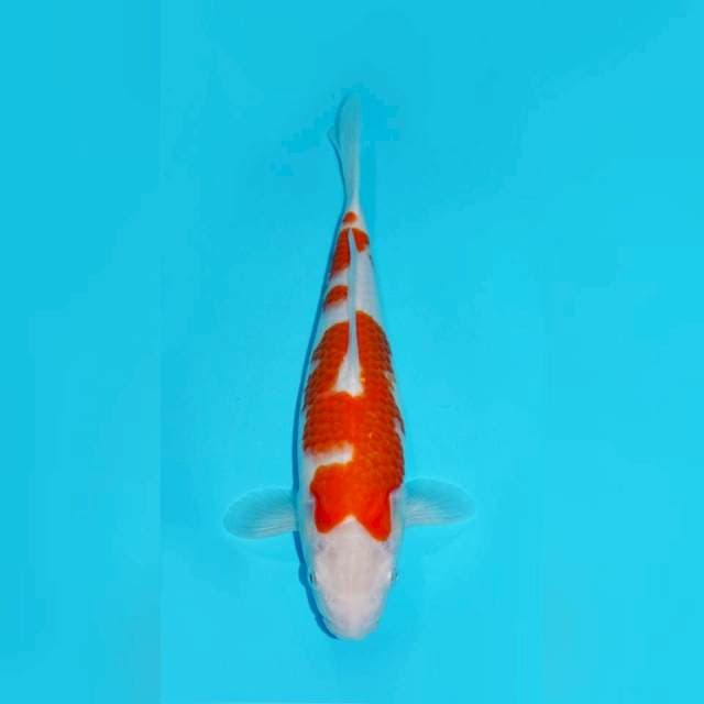 KOHAKU, 34CM FEMALE