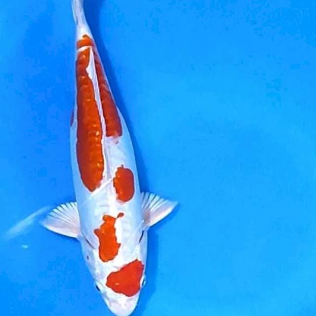 Maruten Kikusui