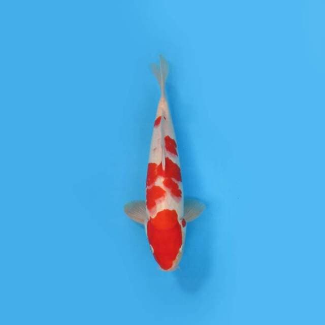 KOHAKU