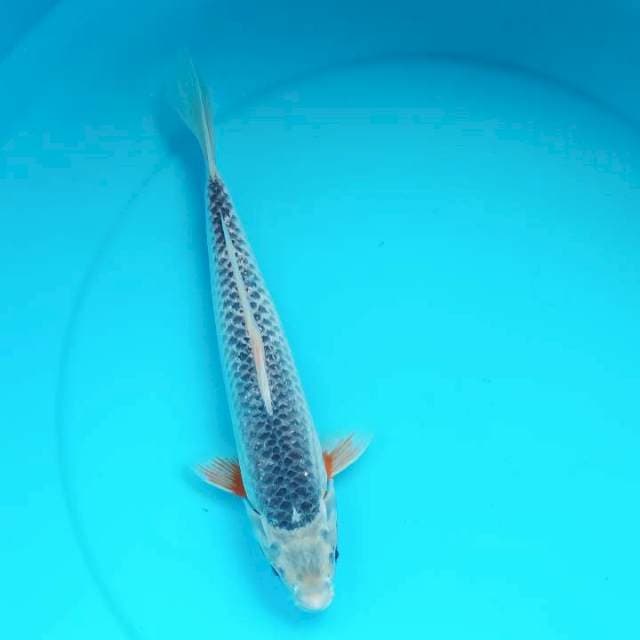 Asagi 31 cm