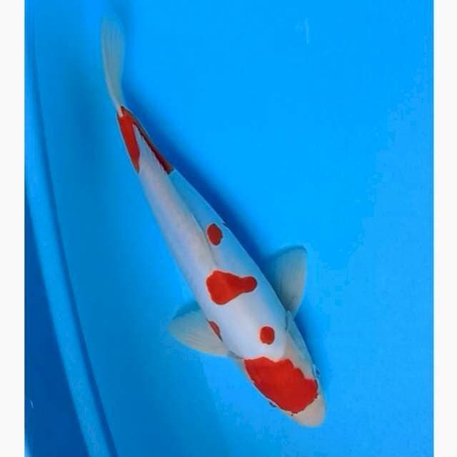 Kohaku doitsu
