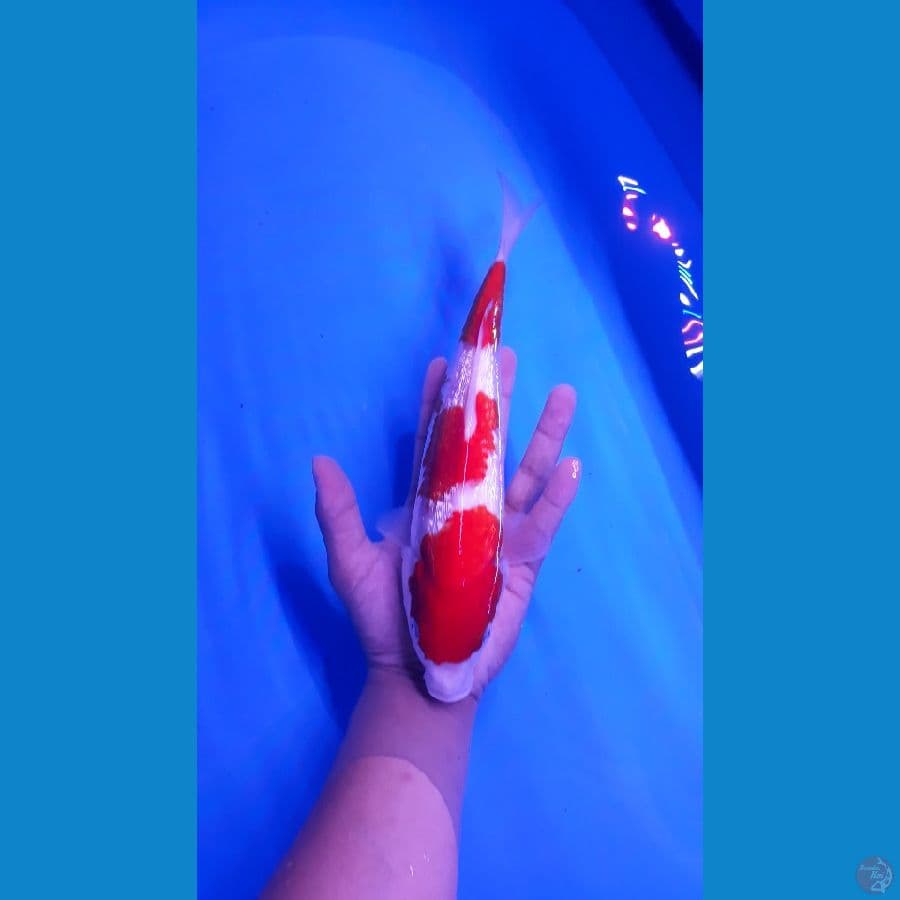 Kohaku Ginrin Original 28cm