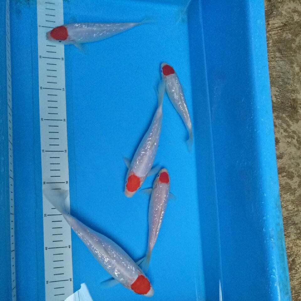 ALl Ginrin 5 ekor 17-22 cm