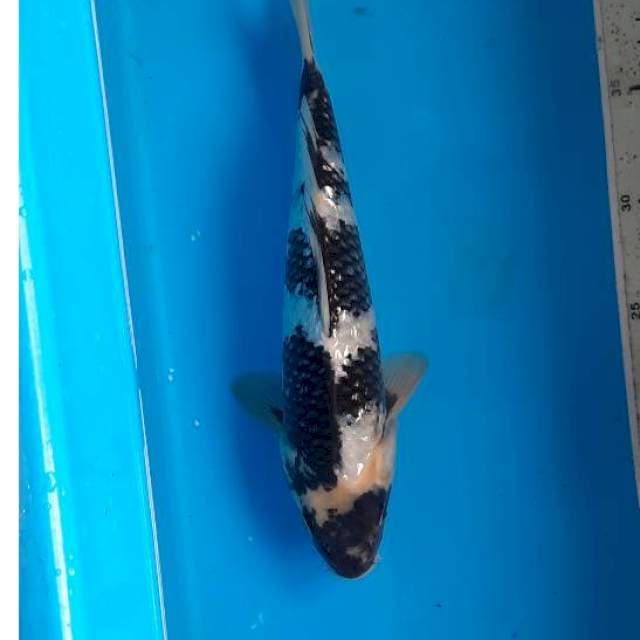 Shiro ginrin 28cm 
