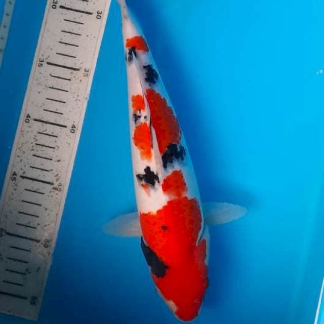 Sanke 31cm