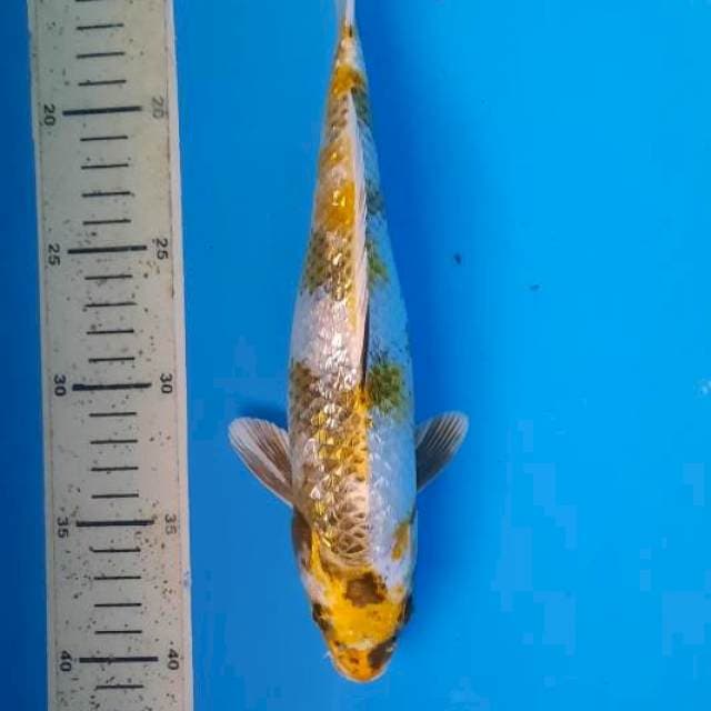 Kin showa 27cm