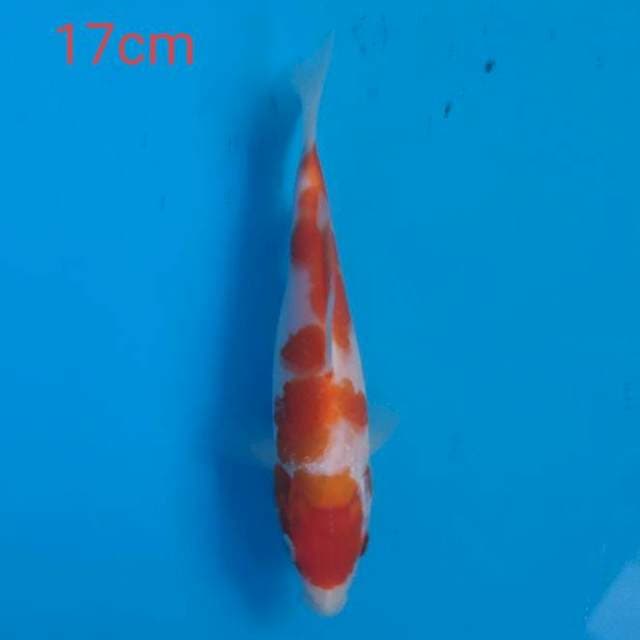 kohaku Bulky F1