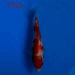 kohaku Bulky F1