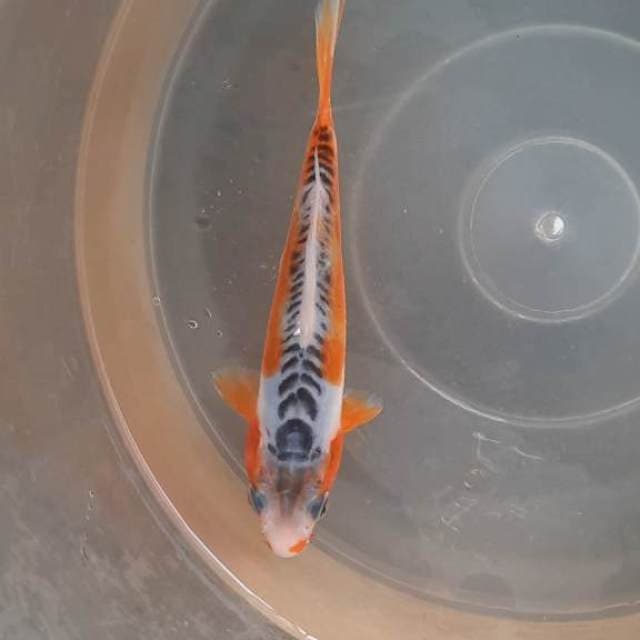 Baby shusui 14cm 