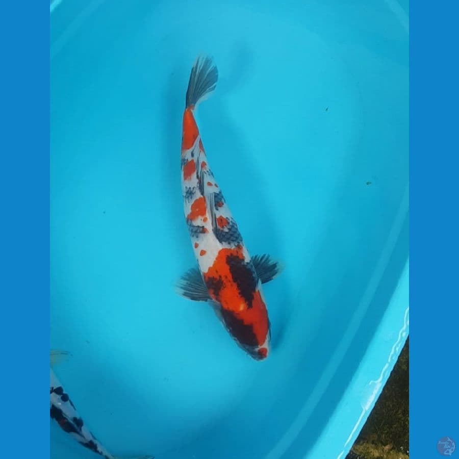 showa 43cm bonus d.sanke27cm
