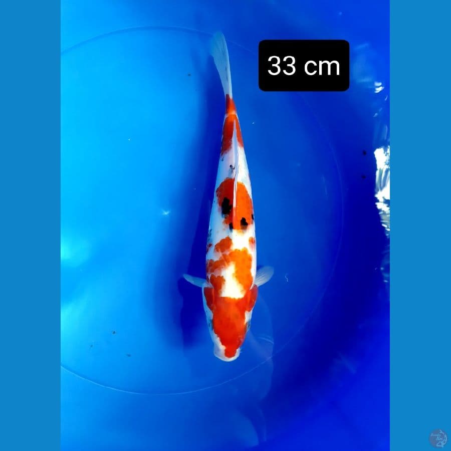 sanke jumbo 33 cm