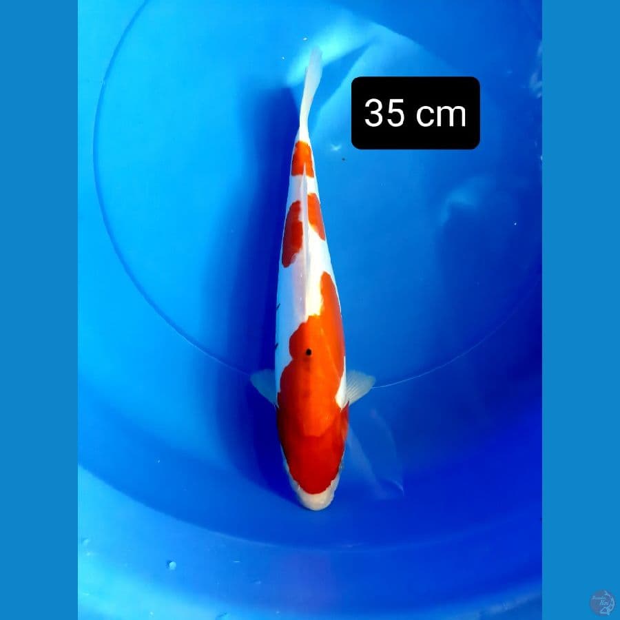 Doitsu sanke jozz 35 cm