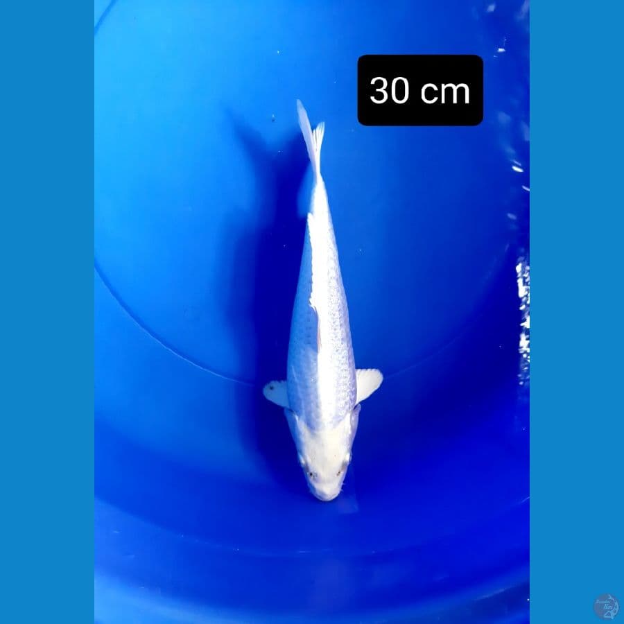 platinum ginrin 30 cm