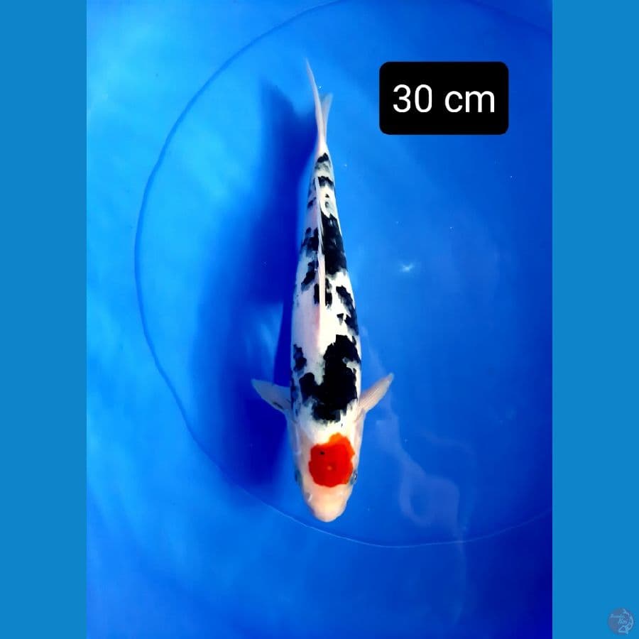 Tancho sanke 30 cm
