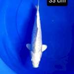 Platinum aragoke ginrin 33 cm