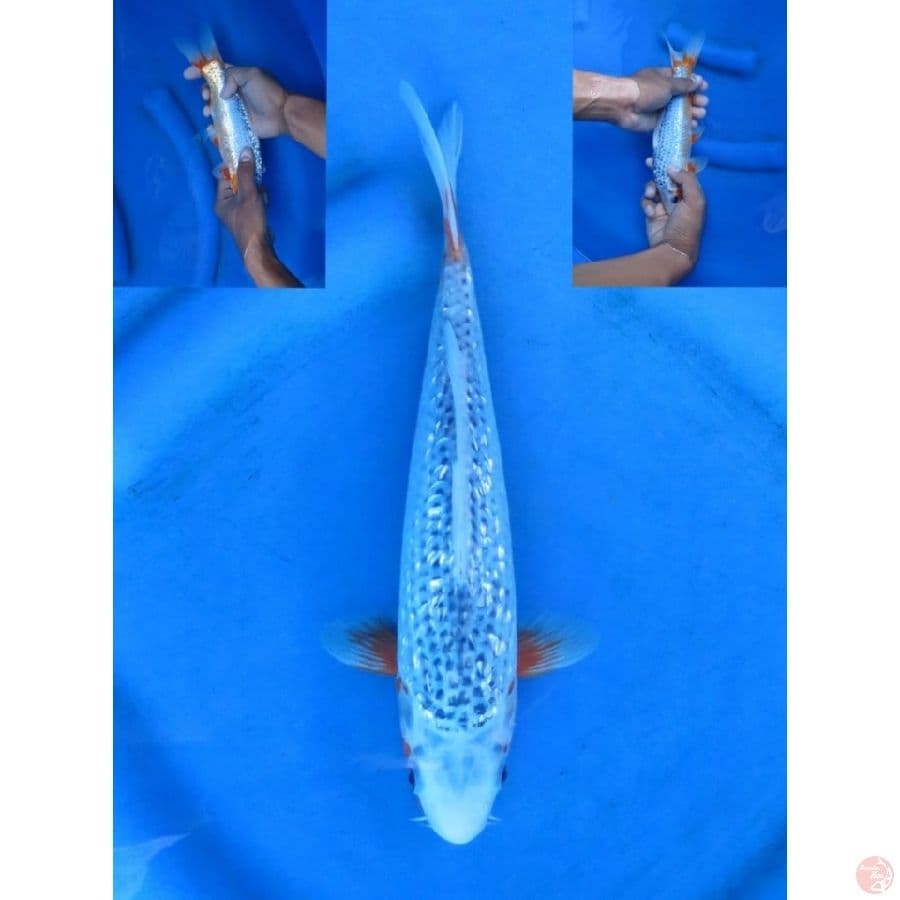 25cm , Jantan , Asagi Ginrin