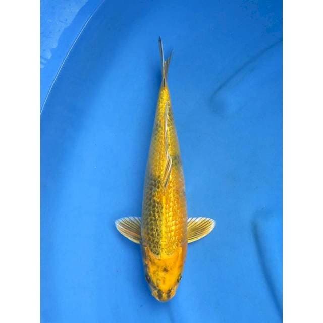 Kinki Utsuri , 35cm , Jantan