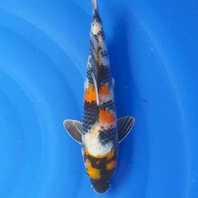 Kin showa 34 cm