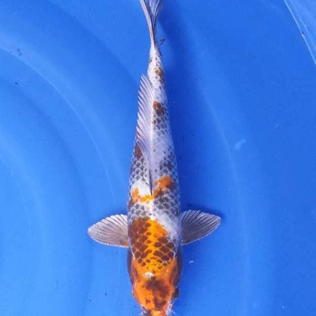 Kin showa 36 cm