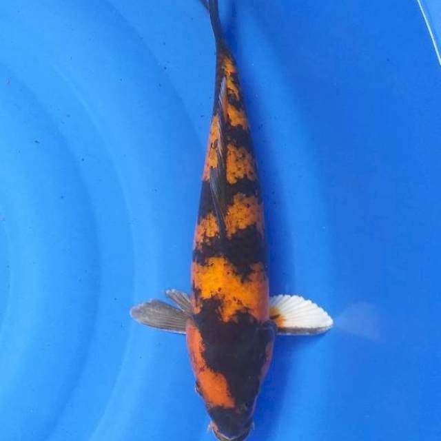 Kin hi utshuri 38 cm