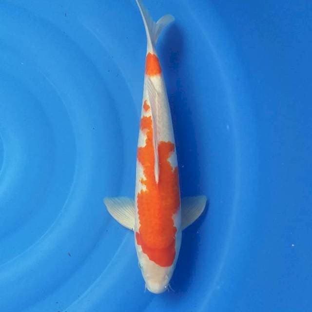 Kohaku 40 cm