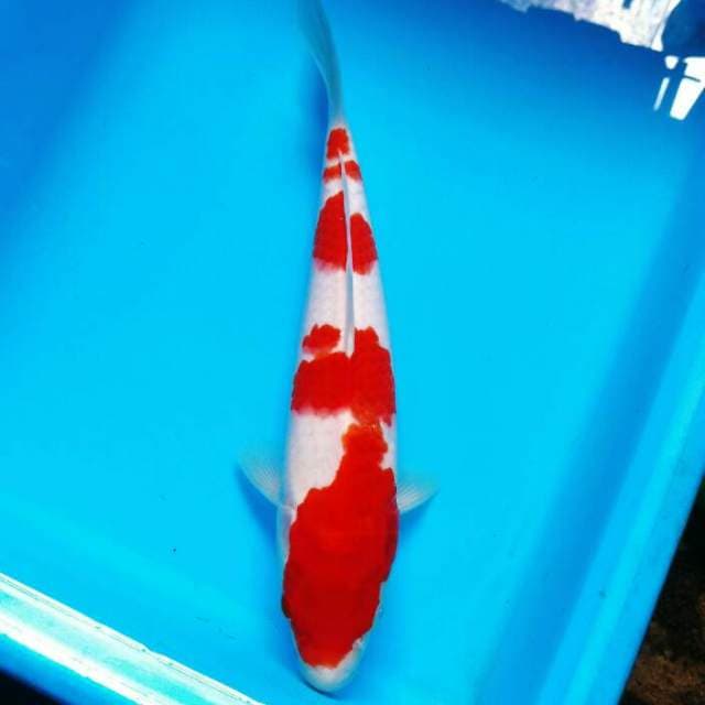 TOSAI - KOHAKU f1