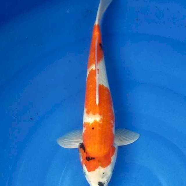 Showa 41 cm