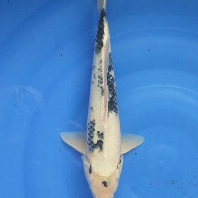 Shiro 37 cm