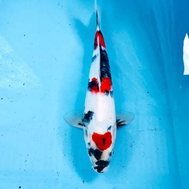 Kindai Showa, 31 cm