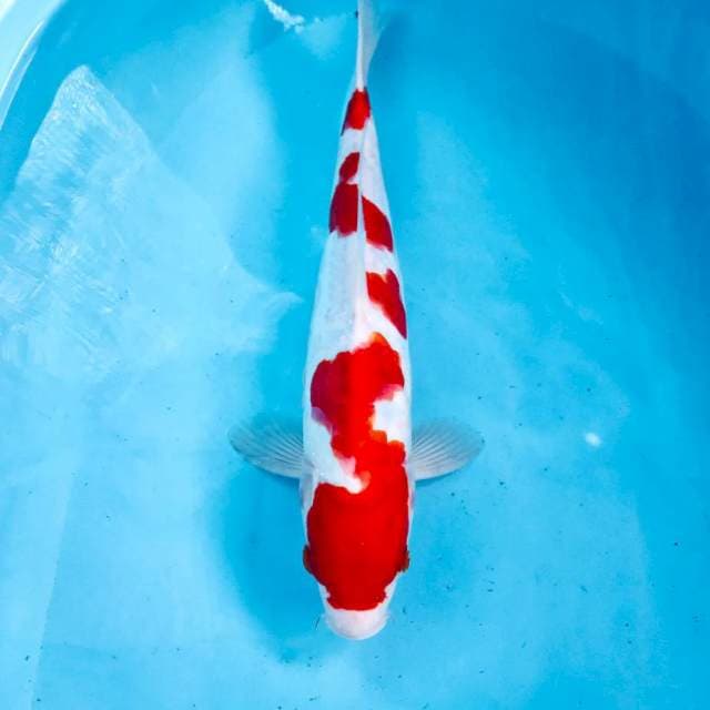 Kohaku Doitsu, 34 cm