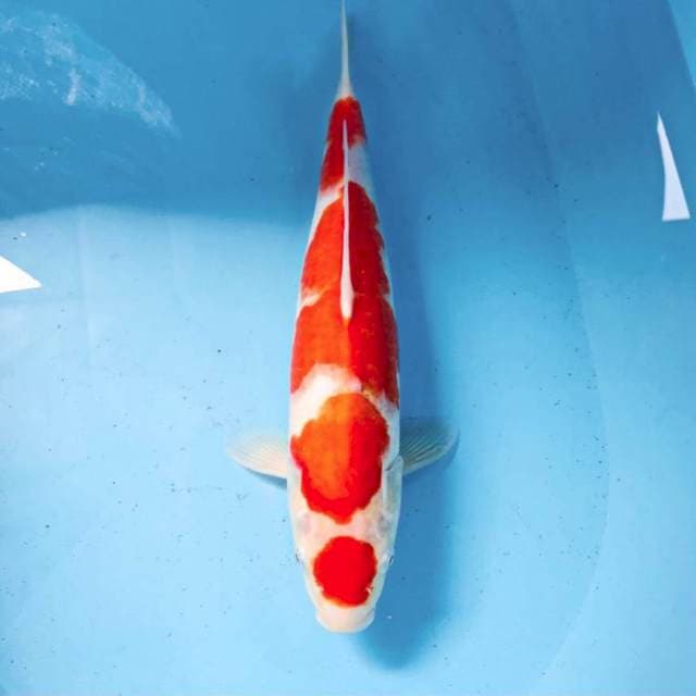 Maruten Kohaku, 34 cm