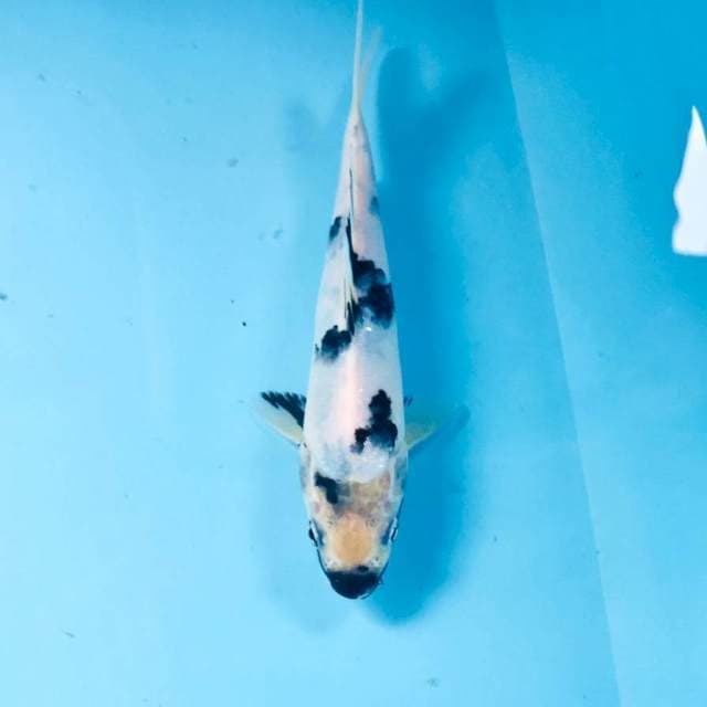 Shiro, 19 cm