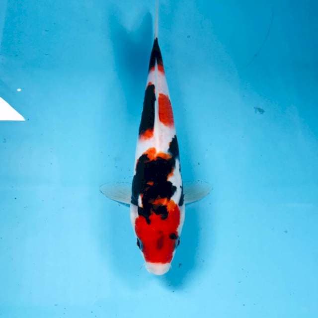 Showa, 24 cm
