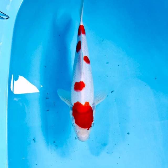 Kohaku, 28 cm