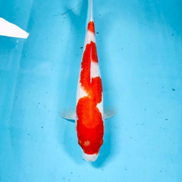 Kohaku inazuma, 30 cm