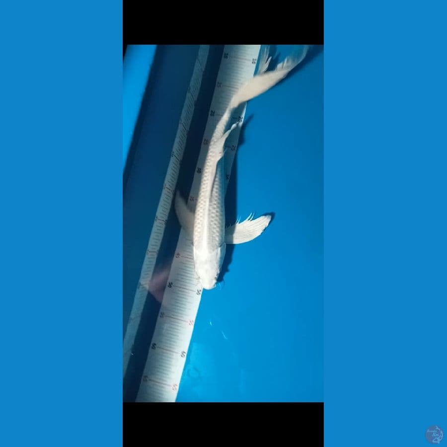 Kumpay Platinum Male 42cm