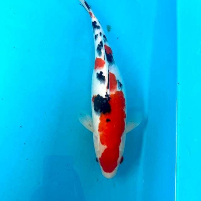 SANKE 35cm ,Female MERAH STRONG